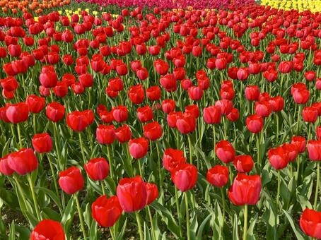 満開のチューリップ チューリップ,花,赤の写真素材