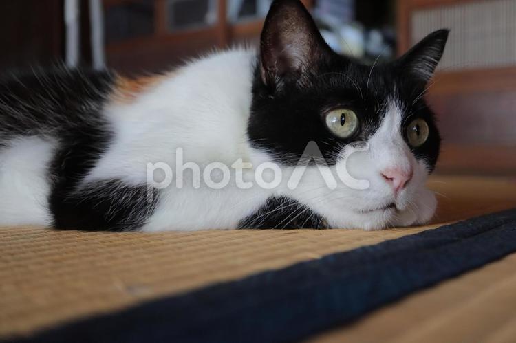 おばあちゃんちのネコ　畳の上で 猫,ねこ,ネコの写真素材