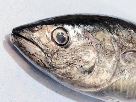 鮪の頭部 鮪の頭部 本まぐろ,クロマグロ,魚の写真素材