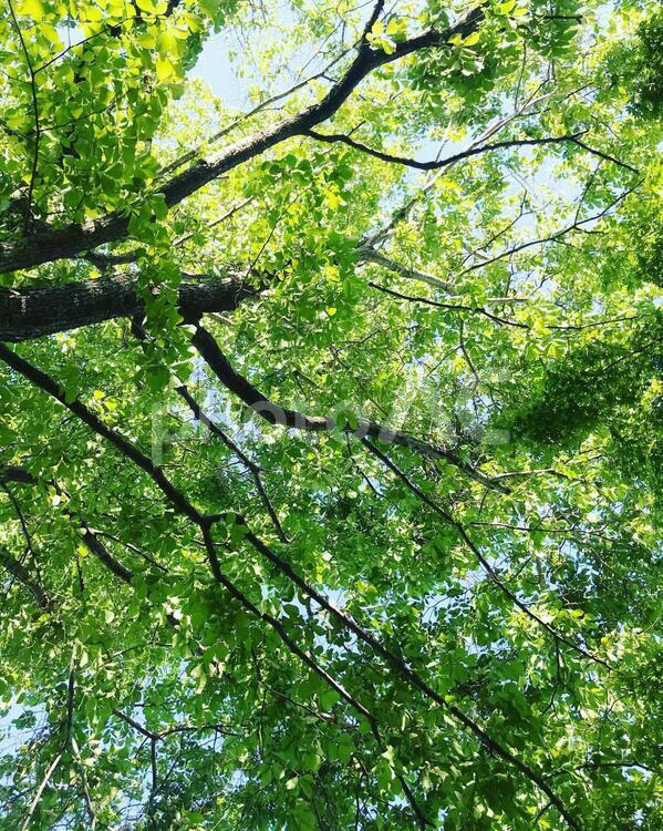 木漏れ日 木材,葉,自然の写真素材