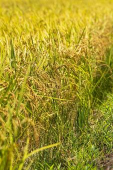 稲穂 稲穂 稲穂,お米,米の写真素材