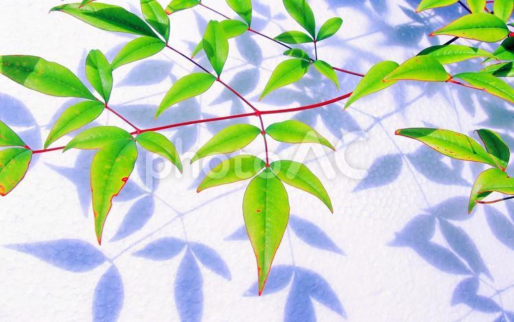 南天の葉・光と影 南天,光,陰の写真素材