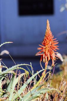 アロエ花 アロエ花 素材,飾り,花の写真素材