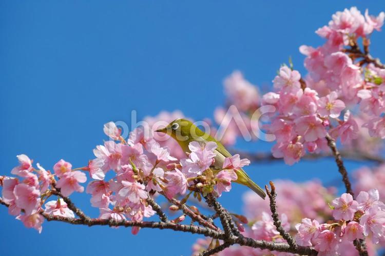 桜とメジロ メジロ,鳥,小鳥の写真素材
