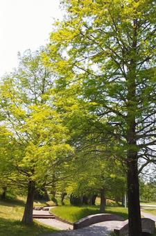 新緑の公園の写真
