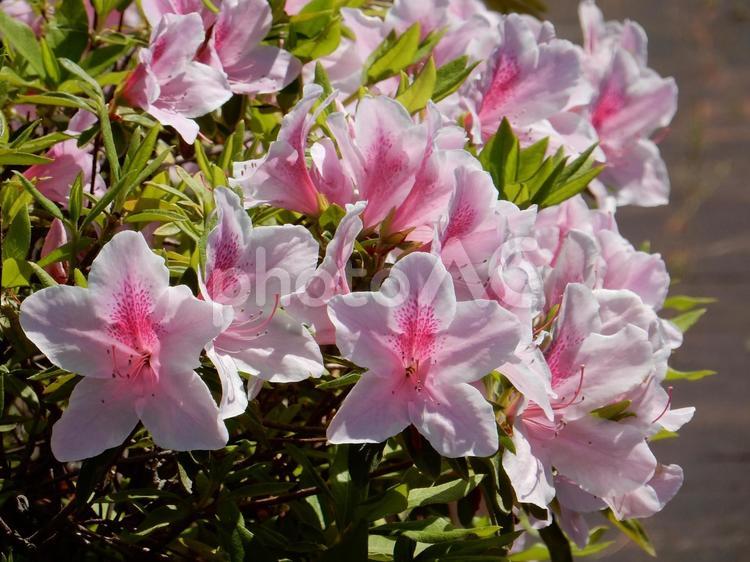 【花の写真】ツツジの花 ツツジ,つつじ,躑躅の写真素材