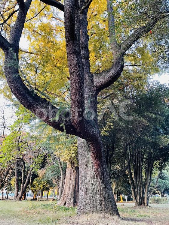 おばけの木 木,紅葉,形が変わった木の写真素材