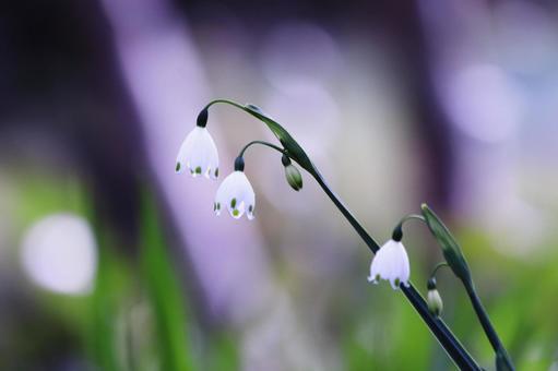 春の野に咲く白いスノーフレークの花 花,春,スノーフレークの写真素材