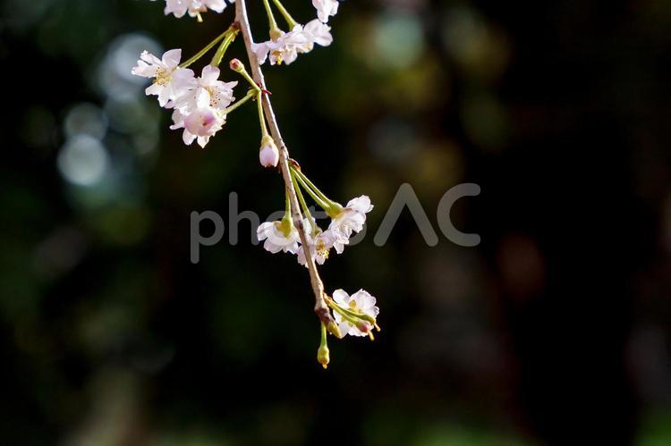 しだれ桜の花アップ 桜,枝垂れ桜,アップの写真素材
