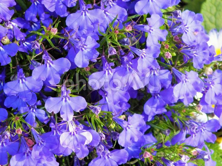 可愛らしい小さな青い花　ロベリア 青い花,ロベリア,小さい花の写真素材
