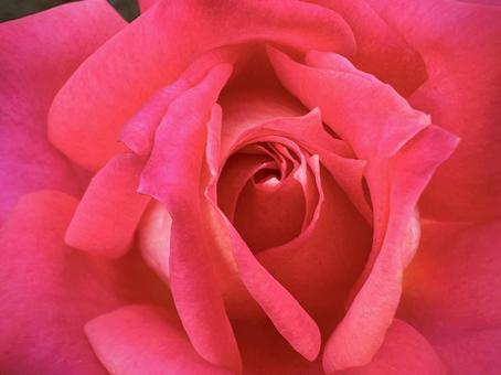 鞍馬という名の薔薇の花 薔薇,ソウビ,花の写真素材