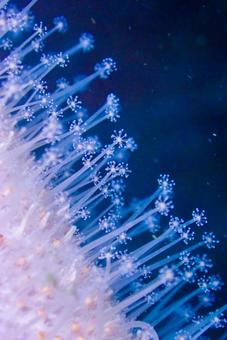 三浦 ウミトサカ 三浦 ウミトサカの写真