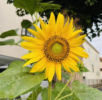 Photo, sunflower, natural, flower, 