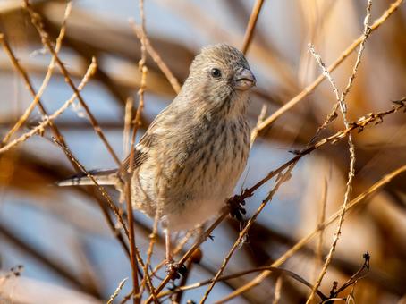 枝にとまるベニマシコのメス 枝にとまるベニマシコのメス ベニマシコ,紅猿子,野鳥の写真素材