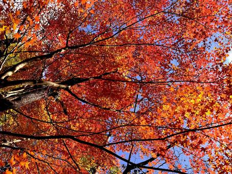 紅葉８ もみじ,紅葉,風景の写真素材