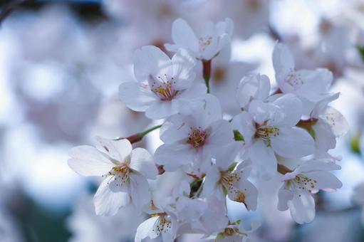 ソメイヨシノ(桜) ソメイヨシノ(桜)の写真