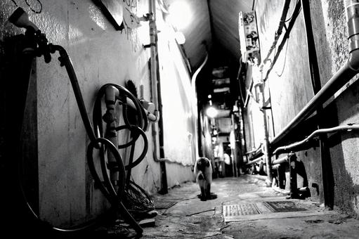 路地裏の猫 猫,野良猫,路地裏の写真素材
