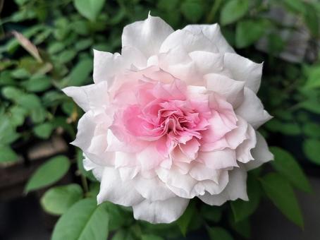 ベランダのバラ・シャリマーの写真