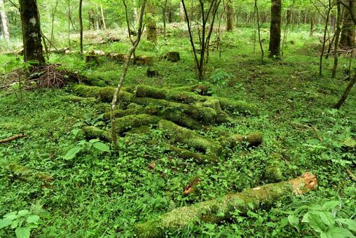 苔に覆われた木 苔に覆われた木の写真