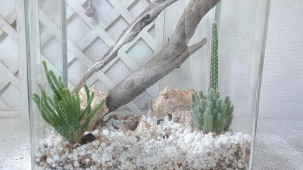 Photo, ফণীমনসা, terrarium, উদ্ভিদ, 