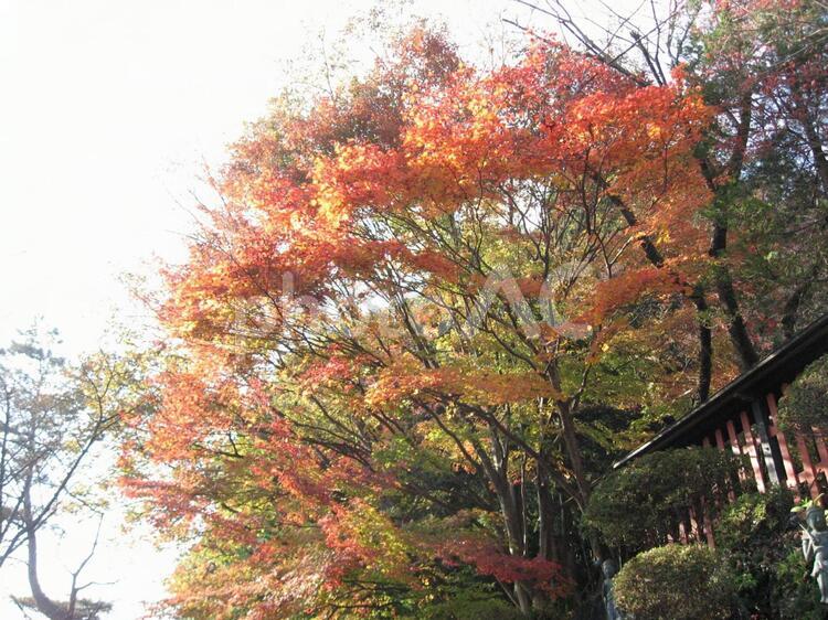紅葉 紅葉,秋,植物の写真素材