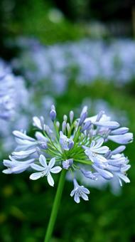 Photo, agapanthus, murasaki kunsiran, purple, 