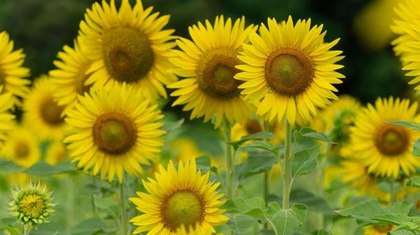 ひまわりの花 ひまわりの花の写真