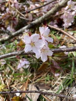 桜の花 桜の花の写真