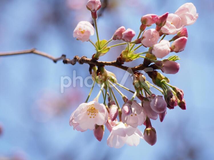 咲き始めの桜 咲き始め,始まり,蕾の写真素材