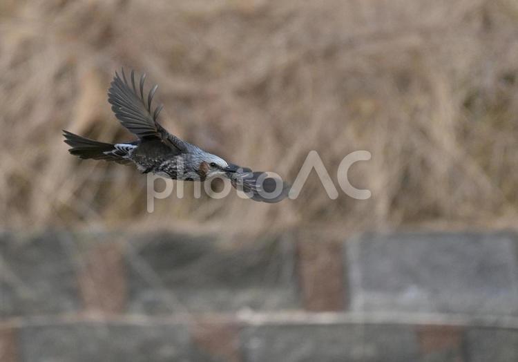 羽根を広げて飛ぶヒヨドリ1 ヒヨドリ,野鳥,飛び出すの写真素材