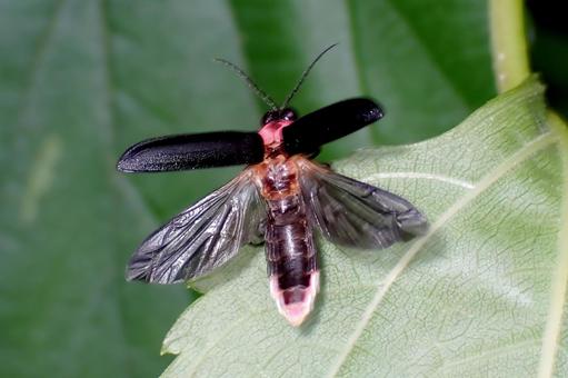 ゲンジボタルの離陸 ゲンジボタル,ホタル,開翅の写真素材