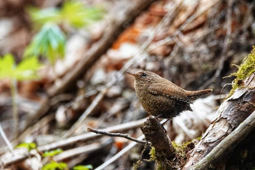 野鳥ワールド6 野鳥ワールド6の写真