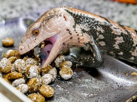 餌を食べるアオジタトカゲの写真