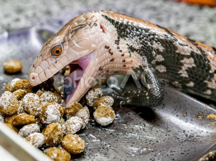 餌を食べるアオジタトカゲ アオジタトカゲ,アンボンアオジタトカゲ,トカゲの写真素材