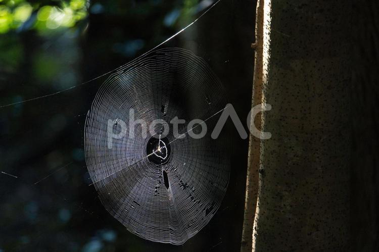 林の中の蜘蛛の巣 蜘蛛の巣,蜘蛛,虫の写真素材