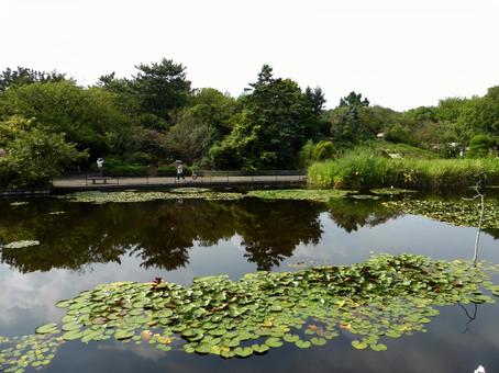 大船フラワーセンター・テラスより池を望む 池,水辺,水場の写真素材