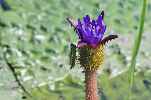 オニバスの花とイナゴ オニバスの花とイナゴの写真