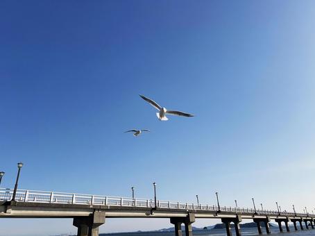竹島橋とカモメと青空 竹島橋とカモメと青空 竹島橋,橋,カモメの写真素材