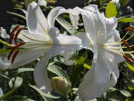 美しい百合 美しい百合 百合,花,はなの写真素材
