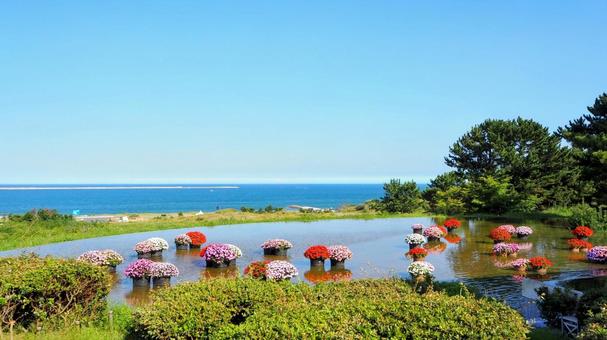 ひたち海浜公園・サンパチェンスの花&海 ひたち海浜公園・サンパチェンスの花&海 初秋,国営ひたち海浜公園,サンパチェンスの写真素材