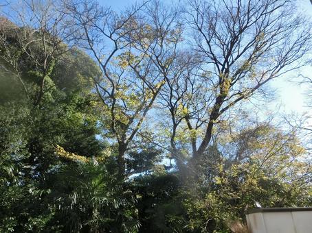 紅葉の季節 紅葉,葉っぱ,晩秋の写真素材