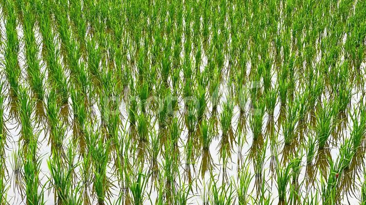 田植えの稲穂 稲穂,稲,田植えの写真素材