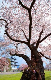 Cherry blossoms at Matsumae Castle, JPG Cherry blossoms at Matsumae Castle, JPG