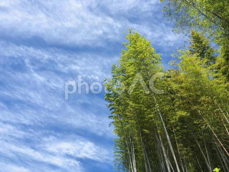 竹林（横） 竹,竹林,竹やぶの写真素材