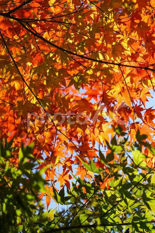 緑と赤と黄 紅葉,もみじ,こうようの写真素材