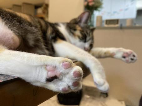 りんちゃんの肉球 りんちゃんの肉球 ネコ,肉球,三毛猫の写真素材