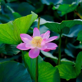 ハスの花 ハスの花の写真