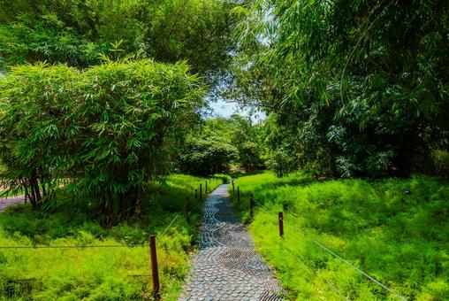 【シンガポール】植物園オーキッドガーデン シンガポール,singapore,ナショナルの写真素材