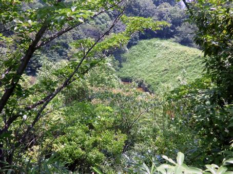 初夏の森の写真