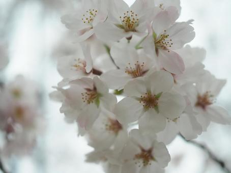 桜 桜 桜,花,植物の写真素材